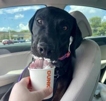Robin -  Mixed Breed Dog for Adoption in Cincinnati, Ohio - Robin | PetCurious