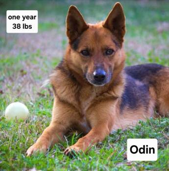 Odin Dixon -  German Shepherd Dog and Australian Kelpie Dog for Adoption in Rockaway, New Jersey - Odin Dixon | PetCurious