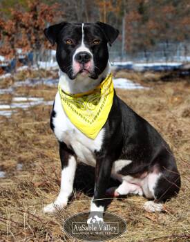 Rescue Mixed Breed Dogs for Adoption in Grayling, Michigan - Bruno | PetCurious