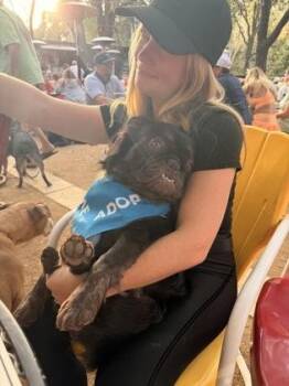 French Bulldog and Mixed Breed Dogs Available for Adoption in Fort Worth, Texas - Bucki | PetCurious