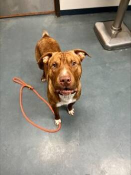 Rescue Mixed Breed Dogs for Adoption in Walla Walla, Washington - Bat | PetCurious