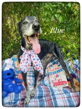 Blue -  Great Dane and Catahoula Leopard Dog Dog for Adoption in Sebring, Florida - Blue | PetCurious