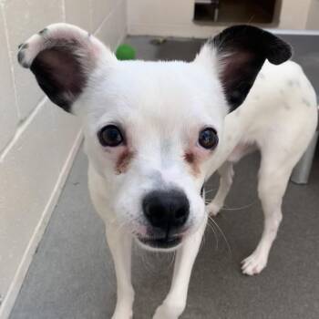 Dom -  Terrier and Mixed Breed Dog for Adoption in Reno, Nevada - Dom | PetCurious