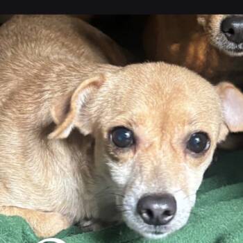 Rescue Chihuahua Dogs for Adoption in Rockville, Maryland - Mauve | PetCurious