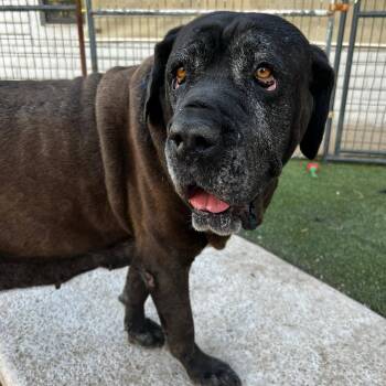 Flora -  Mastiff Dog for Adoption in Glendale, Arizona - Flora | PetCurious