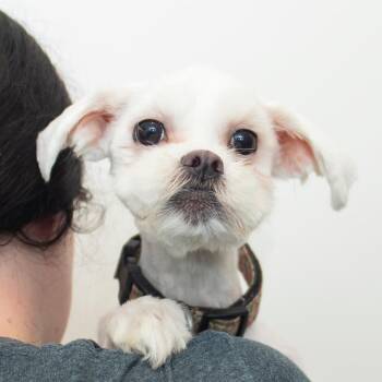 Sky -  Maltese and Shih Tzu Dog for Adoption in Middletown, Rhode Island - Sky | PetCurious