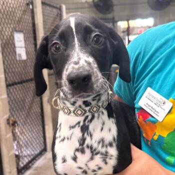 Gunner -  Dalmatian and Mixed Breed Dog for Adoption in Clearwater, Florida - Gunner | PetCurious