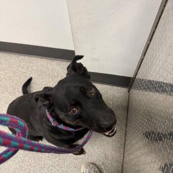 Lucy -  Mastiff and Rottweiler Dog for Adoption in Durango, Colorado - Lucy | PetCurious