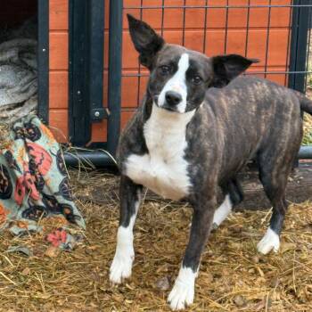 Hound Dogs Available for Adoption - Rey | PetCurious