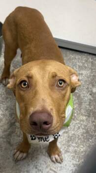 Fred -  Hound Dog for Adoption in Little Rock, Arkansas - Fred | PetCurious
