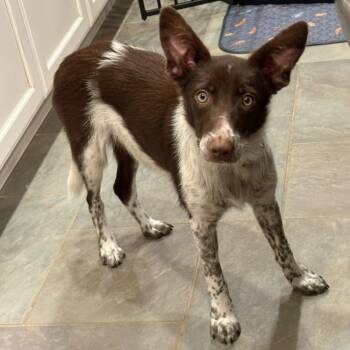 Sheriff -  Border Collie Dog for Adoption in Rockville, Maryland - Sheriff | PetCurious