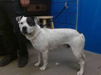 TAYSON -  Pit Bull Terrier and Mixed Breed Dog for Adoption in Albuquerque, New Mexico - TAYSON | PetCurious