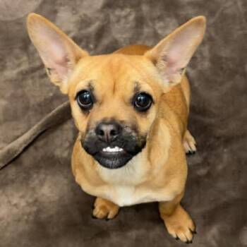 Mixed Breed Dogs Available for Adoption in Hailey, Idaho - Teefs | PetCurious