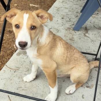 Tater Tot -  Terrier Dog for Adoption in Lancaster, California - Tater Tot | PetCurious