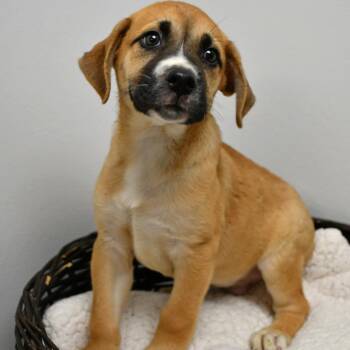 Biscotti -  Shepherd Dog for Adoption in Beaumont, Texas - Biscotti | PetCurious