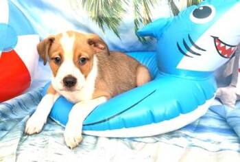 Otter Paws -  Cattle Dog and Mixed Breed Dog for Adoption in Elmira, New York - Otter Paws | PetCurious
