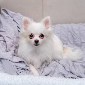 Vanilla Bean -  Pomeranian Dog for Adoption in New York, New York - Vanilla Bean | PetCurious