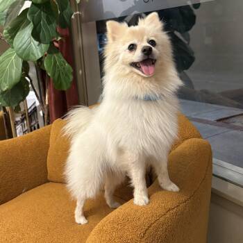 Rocco -  Pomeranian Dog for Adoption in Reedley, California - Rocco | PetCurious
