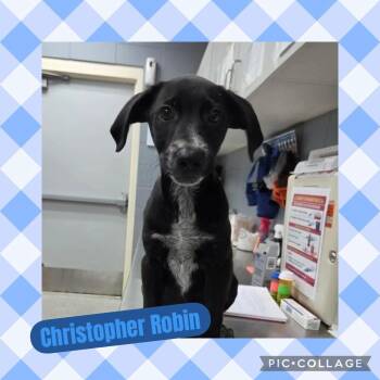 Australian Cattle Dog Blue Heeler and Labrador Retriever Dogs Available for Adoption in Ringwood, New Jersey - Christopher Robin | PetCurious