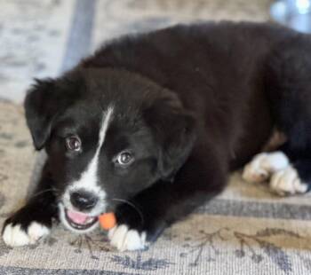 Border Collie Dogs Available for Adoption - Huck | PetCurious