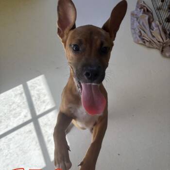 Pearl 3751 -  Mixed Breed Dog for Adoption in Loxahatchee Groves, Florida - Pearl 3751 | PetCurious