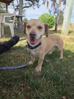 Kewpie -  Dachshund Dog Available for Adoption in Roseburg, Oregon - Kewpie | PetCurious