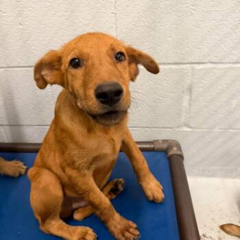 Dee 26-09-050 -  Shepherd and Mixed Breed Dog for Adoption in Bastrop, Texas - Dee 26-09-050 | PetCurious