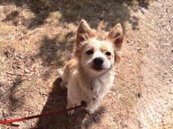 Binky -  Chihuahua Dog for Adoption in Portland, Oregon - Binky | PetCurious