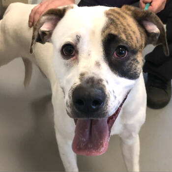 Rescue Mixed Breed Dogs for Adoption in Asheville, North Carolina - Duke | PetCurious