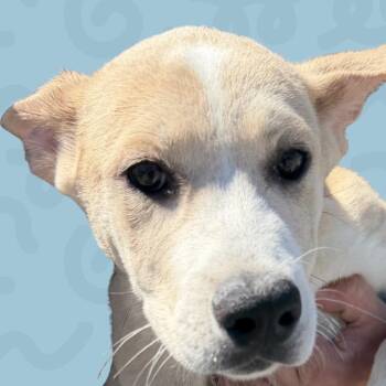 Butterfly -  Husky and German Shepherd Dog Dog for Adoption in Reno, Nevada - Butterfly | PetCurious