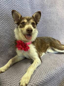 Rescue Terrier Dogs for Adoption in Lodi, California - Judy | PetCurious