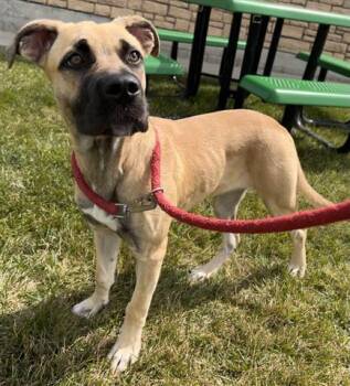 SALEM -  German Shepherd Dog and Mixed Breed Dog for Adoption in Dayton, Ohio - SALEM | PetCurious