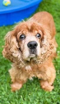 JESSE -  Cocker Spaniel Dog for Adoption in Belmont, New York - JESSE | PetCurious