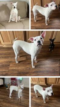 Lulu -  American Staffordshire Terrier and Labrador Retriever Dog for Adoption in Medfield, Massachusetts - Lulu | PetCurious
