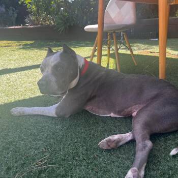 Pit Bull Terrier Dogs Available for Adoption in Cool, California - Happy | PetCurious