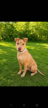 Golden -  Vizsla and American Staffordshire Terrier Dog for Adoption in Albany, Georgia - Golden | PetCurious