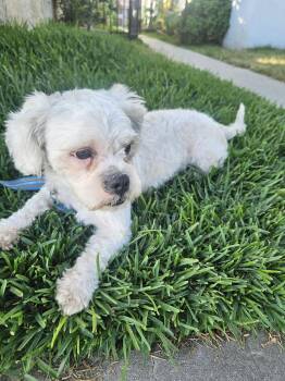 Palomo -  Shih Poo Dog for Adoption - Palomo | PetCurious