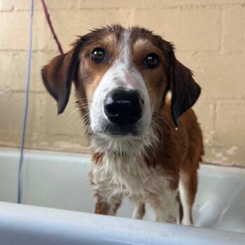 Hazel -  Coonhound Dog for Adoption in Austin, Texas - Hazel | PetCurious