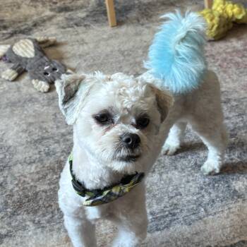 Arlo -  Bichon Frise and Shih Tzu Dog for Adoption in Farmington, Minnesota - Arlo | PetCurious