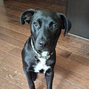 Mechanic -  Catahoula Leopard Dog Dog for Adoption in Columbia, South Carolina - Mechanic | PetCurious