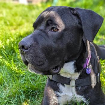 Bob -  Boxer Dog for Adoption in Bellingham, Washington - Bob | PetCurious