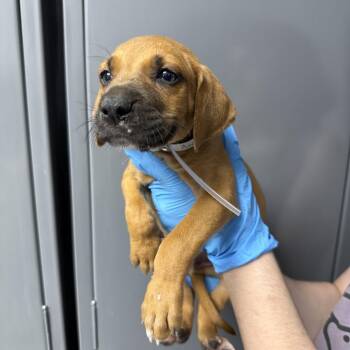 Black Mouth Cur and Treeing Walker Coonhound Dogs Available for Adoption in Hattiesburg, Mississippi - Andromeda | PetCurious