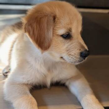 Froot Loops -  Mixed Breed Dog for Adoption in Madison, Wisconsin - Froot Loops | PetCurious
