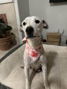 Pit Bull Terrier Dogs Available for Adoption - Paloma | PetCurious