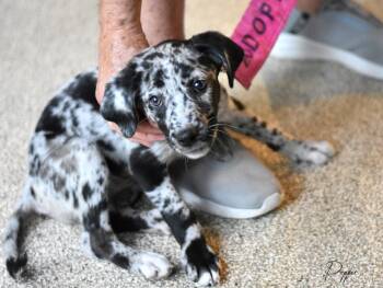 Pepper -  Catahoula Leopard Dog and Australian Cattle Dog Blue Heeler Dog for Adoption in Montgomery, Texas - Pepper | PetCurious