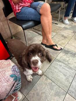 Marley -  Cocker Spaniel Dog for Adoption in Virginia Beach, Virginia - Marley | PetCurious