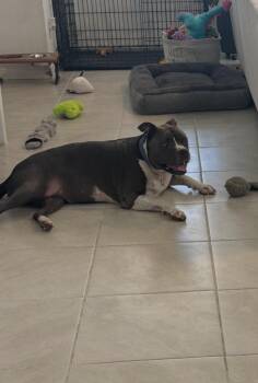 Rescue American Bulldog Dogs for Adoption in Las Vegas, Nevada - Boujee | PetCurious