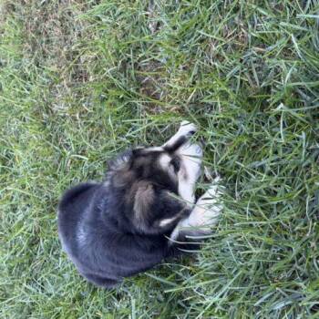 Morticia -  Beagle and Husky Dog for Adoption in Christiansburg, Virginia - Morticia | PetCurious