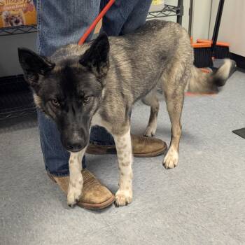 Sky -  Mixed Breed Dog Available for Adoption in Buffalo, Wyoming - Sky | PetCurious