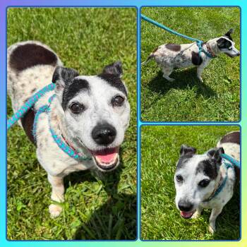 JACK -  Jack Russell Terrier and Beagle Dog for Adoption in Buckhannon, West Virginia - JACK | PetCurious